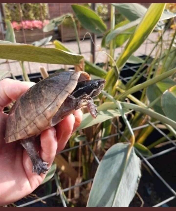 Laatste muskusschildpadden kleinblijvende muskus schildpad, Dieren en Toebehoren, Reptielen en Amfibieën, Schildpad