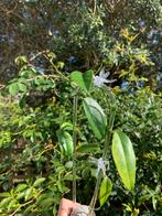 Hoya buotii, Ophalen, Overige soorten, Minder dan 100 cm