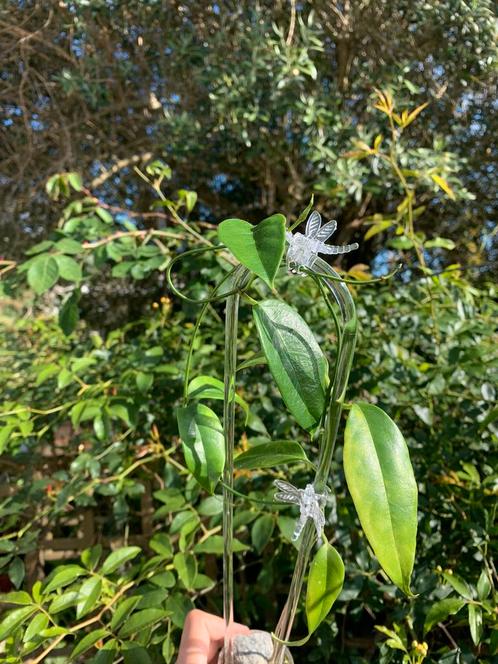 Hoya buotii, Huis en Inrichting, Kamerplanten, Overige soorten, Minder dan 100 cm, Ophalen