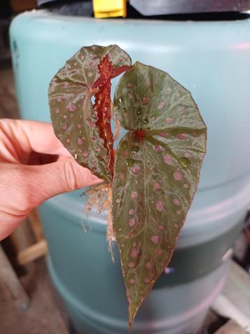 Begonia Malachosticta stek met wortels beschikbaar voor biedingen