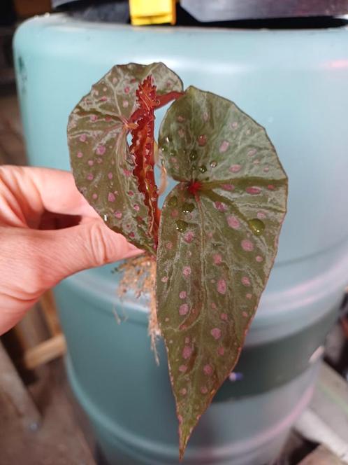 Begonia Malachosticta stek met wortels, Huis en Inrichting, Kamerplanten, Overige soorten, Minder dan 100 cm, Ophalen of Verzenden