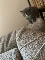 Britse korthaar kitten, Dieren en Toebehoren, Katten en Kittens | Raskatten | Korthaar, Poes