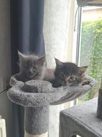 Maine Coon kittens, Dieren en Toebehoren, Katten en Kittens | Raskatten | Langhaar, Meerdere dieren, Gechipt, 0 tot 2 jaar