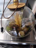 Glazen Bol met Plantenlamp - Growing Concepts, Huis en Inrichting, Palm, In pot, Minder dan 100 cm, Groene kamerplant