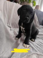Labrador X Friesche Stabij puppies, Dieren en Toebehoren, 8 tot 15 weken, Labrador retriever, Meerdere, Meerdere dieren