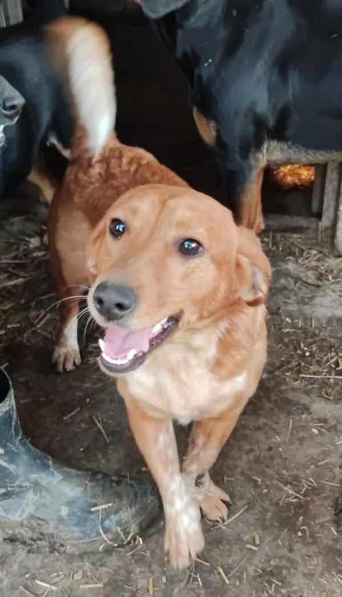 Vrolijke Puppa teefje 1,5 jaar, Dieren en Toebehoren, Honden | Niet-rashonden, Middel, Teef, Particulier, Eén hond, Buitenland