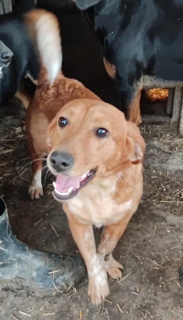 Vrolijke Puppa teefje 1,5 jaar, Dieren en Toebehoren, Honden | Niet-rashonden, Middel, Teef, Particulier, Eén hond, Buitenland