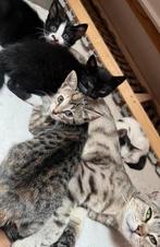 Kittens ras Savannahf3/europese korthaar, Dieren en Toebehoren, Katten en Kittens | Raskatten | Korthaar, Meerdere dieren, Ontwormd