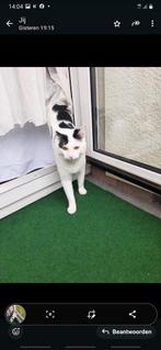 Kat, Kater, Kortharig, 0 tot 2 jaar
