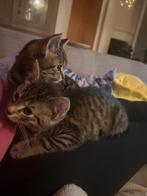 Nog "2" kittens 💞 beschikbaar, Dieren en Toebehoren, Katten en Kittens | Overige Katten, Meerdere dieren, Kortharig, 0 tot 2 jaar