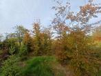 beuk 2.5m pilaar beukenhaag beuken rood en groen, Bloeit niet, Overige soorten, 250 tot 400 cm, Ophalen