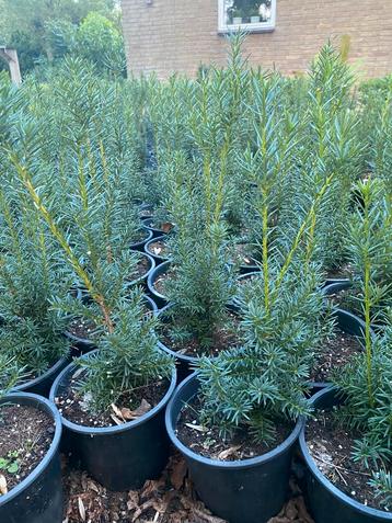 Taxus baccata 40cm€3, Photinia 40cm€2 in20cmpot beschikbaar voor biedingen
