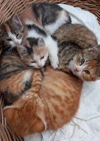 Te koop: nog 1 lieve kitten (13 weken oud), Dieren en Toebehoren, Katten en Kittens | Overige Katten, Meerdere dieren, Kortharig