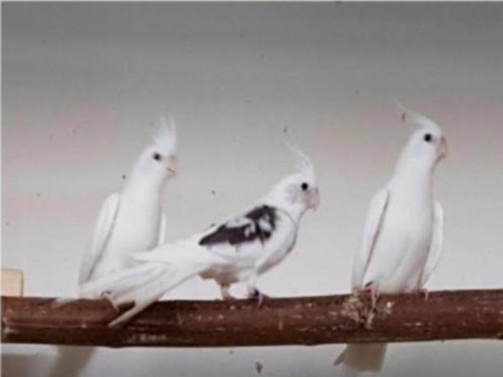 Jonge Valkparkieten | Divers aanbod | Deskundig advies, Dieren en Toebehoren, Pluimvee, Eend, Meerdere dieren