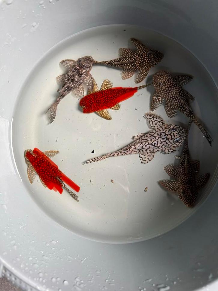 Diverse L136 hypancistrus, Dieren en Toebehoren, Vissen | Aquariumvissen, Zoetwatervis, Vis