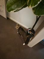 Katten te koop!, Dieren en Toebehoren, Katten en Kittens | Overige Katten, Kater, Kortharig, 0 tot 2 jaar
