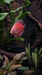 3 prachtige discus vissen, Dieren en Toebehoren, Vissen | Aquariumvissen, Vis