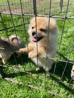 Puppy’s  pomperiaantjes 11 weekjes, Dieren en Toebehoren, België, Particulier, CDV (hondenziekte), 8 tot 15 weken
