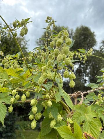 Hop oogst ‘Humulus Lupulus Nordbrau’  beschikbaar voor biedingen