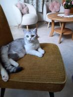 Een Lieve Knuffelige Aanhankelige Britse Korthaar Kitten, Dieren en Toebehoren, Katten en Kittens | Raskatten | Korthaar, Poes