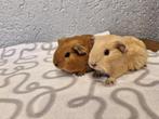 2 cavia beertjes, Dieren en Toebehoren, Knaagdieren, Cavia, Mannelijk, November, Tam