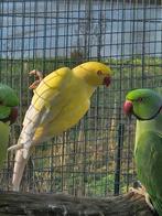 Cream ino man broedrijp halsbandparkiet