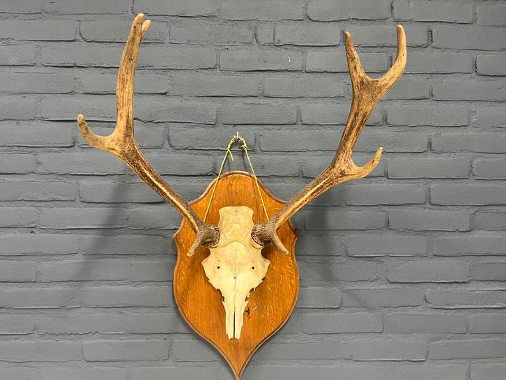 Herten gewei op houten schild, Huis en Inrichting, Woonaccessoires | Wanddecoraties, Gebruikt, Ophalen of Verzenden