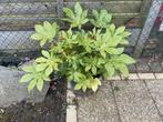 Fatsia japonica - Vingerplant, Tuin en Terras, Planten | Tuinplanten, Ophalen