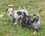 Prachtige Jack Russel pups uit geteste ouders, Dieren en Toebehoren, Jack Russell Terriër, CDV (hondenziekte), 8 tot 15 weken