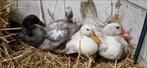 2 koppels eenden broed 2025, Dieren en Toebehoren, Meerdere dieren