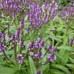 Vaste planten., Tuin en Terras, Planten | Tuinplanten, Volle zon, Vaste plant, Zomer, Ophalen