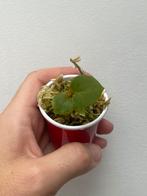 Anthurium Dressleri x Papillaminum, Huis en Inrichting, Ophalen of Verzenden, Overige soorten, Minder dan 100 cm