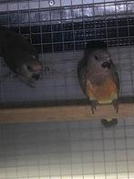 Te koop, Meerdere dieren, Papegaai