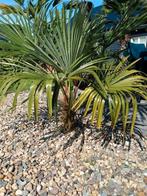 De laatste eigen kweek trachycarpus fortunei palmen, Ophalen of Verzenden, Gehele jaar, Halfschaduw, Zaad