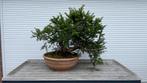 Taxus Baccata Bonsai - 25+ jaar oud, Tuin en Terras, Planten | Bomen, Bloeit niet, Halfschaduw, Overige soorten, Minder dan 100 cm
