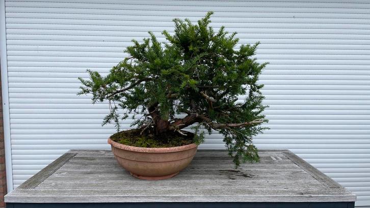 Taxus Baccata Bonsai - 25+ jaar oud, Tuin en Terras, Planten | Bomen, Overige soorten, Minder dan 100 cm, Halfschaduw, Bloeit niet