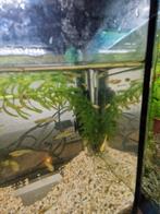 Baby guppies, Dieren en Toebehoren, Vis