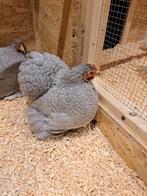 Broedeieren aangeboden Cochin kippen, Dieren en Toebehoren, Pluimvee, Geslacht onbekend, Kip