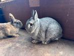 Lieve dwergkonijnen, Dieren en Toebehoren, Konijnen, Mannelijk, Dwerg, 0 tot 2 jaar