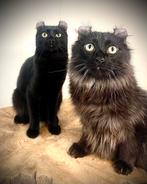 Twee prachtige american curl katten, Meerdere dieren