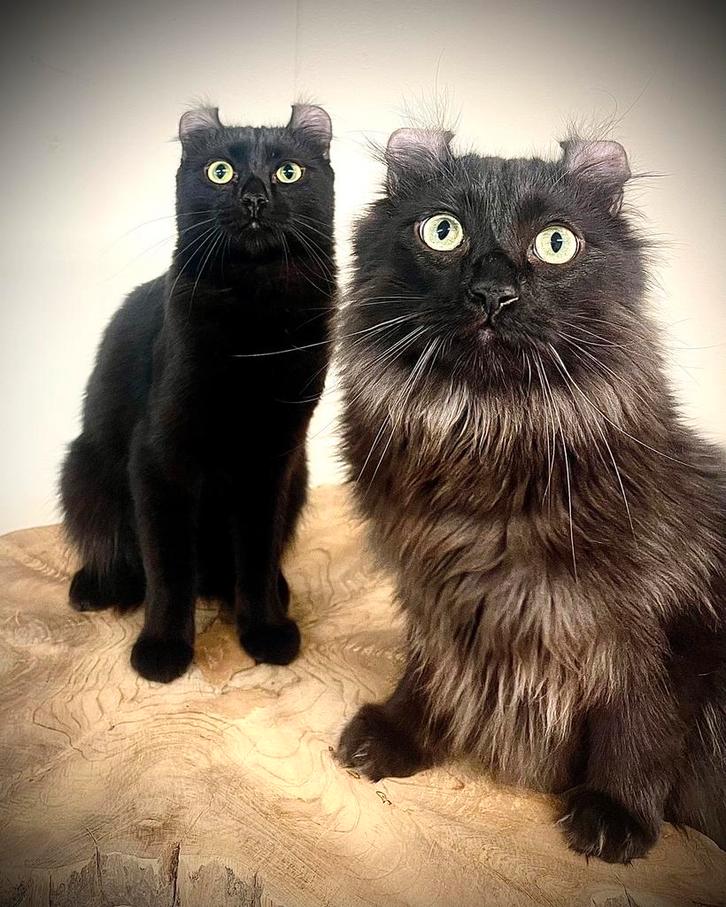 Twee prachtige american curl katten, Dieren en Toebehoren, Katten en Kittens | Overige Katten, Meerdere dieren