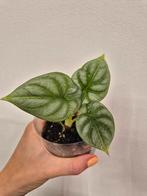 Alocasia Silver Dragon Mint Variegata, Ophalen of Verzenden, Halfschaduw, Minder dan 100 cm