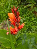 Onbespoten Canna's Cannaceae en vlinderplanten, Tuin en Terras, Planten | Tuinplanten, Ophalen, Zomer, Overige soorten, Volle zon
