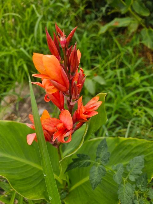 Onbespoten Canna's Cannaceae en vlinderplanten, Tuin en Terras, Planten | Tuinplanten, Overige soorten, Volle zon, Zomer, Ophalen