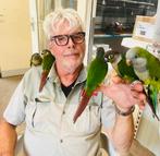 pyrhuras in vele kleuren, Meerdere dieren, Papegaai, Pratend