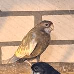 Rosella, s, Dieren en Toebehoren, Vogels | Overige Vogels, Meerdere dieren, Tropenvogel