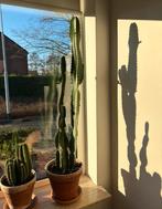 Cactus 110cm hoog, Ophalen, Cactus, Volle zon