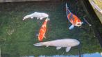 Diverse japanse koi, Dieren en Toebehoren, Karper of Koi