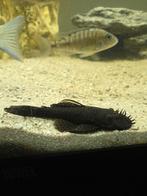 Ancistrus borstelneus mannen, Dieren en Toebehoren, Vis