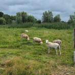 Te koop: Maasduinenschaap nolana easycare schaap ruischaap, Dieren en Toebehoren, Schapen, Geiten en Varkens, Mannelijk, Schaap